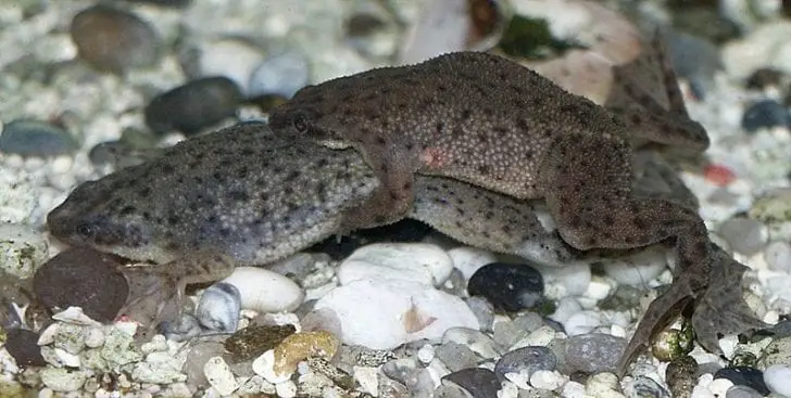 African Clawed Frog Care Sheet Reptiles Cove