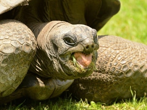 Aldabra Tortoise Care Sheet | Reptiles' Cove