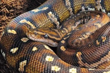 Angolan Python Care Sheet | Reptiles' Cove