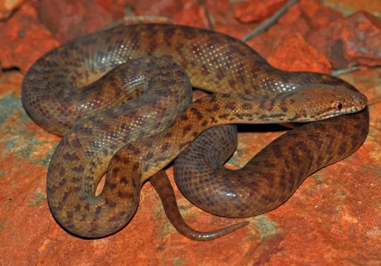 Pygmy python (Antaresia perthensis)