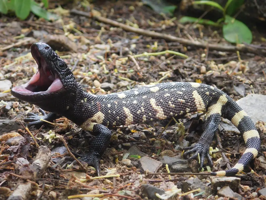 Beaded Lizards