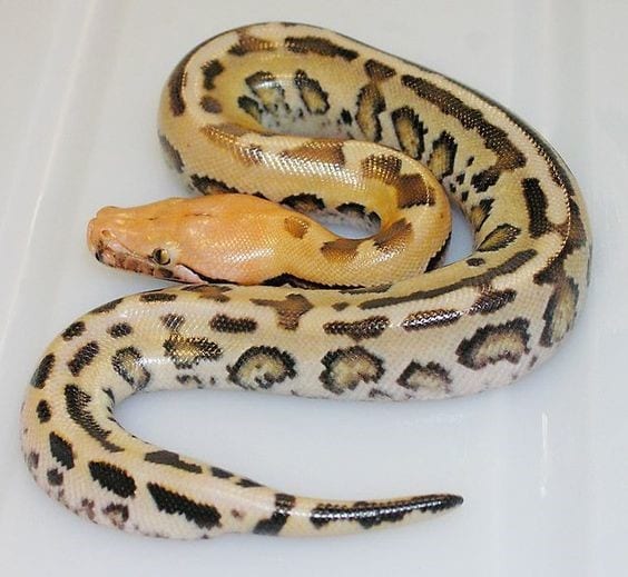 Borneo Short-Tailed Python Care Sheet | Reptiles' Cove