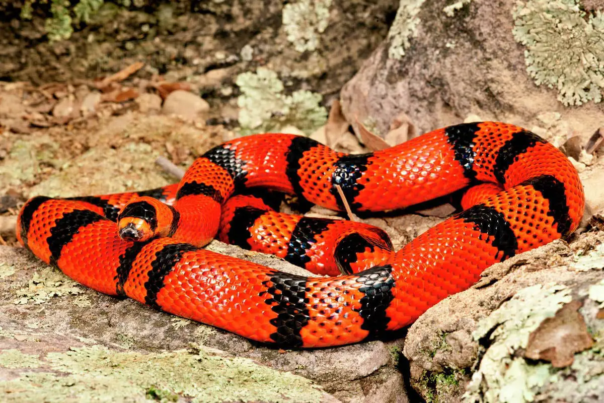 Honduran Milk Snake