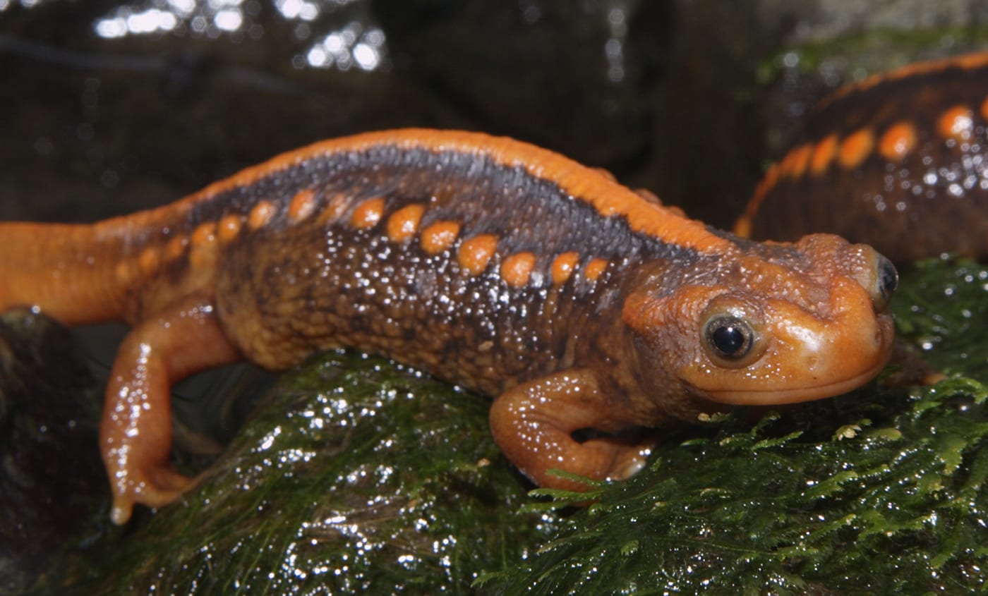 Emperor / Mandarin Newt