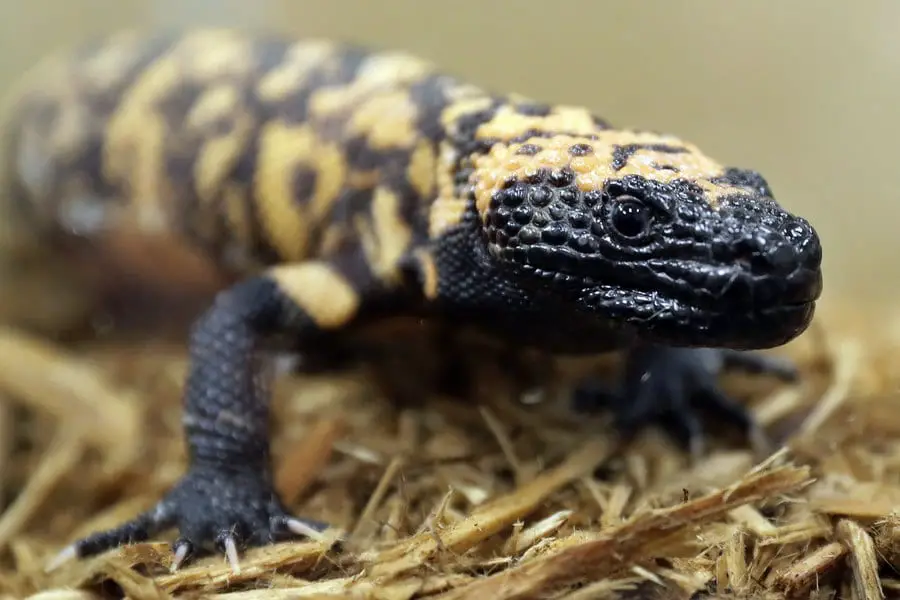 Gila Monster