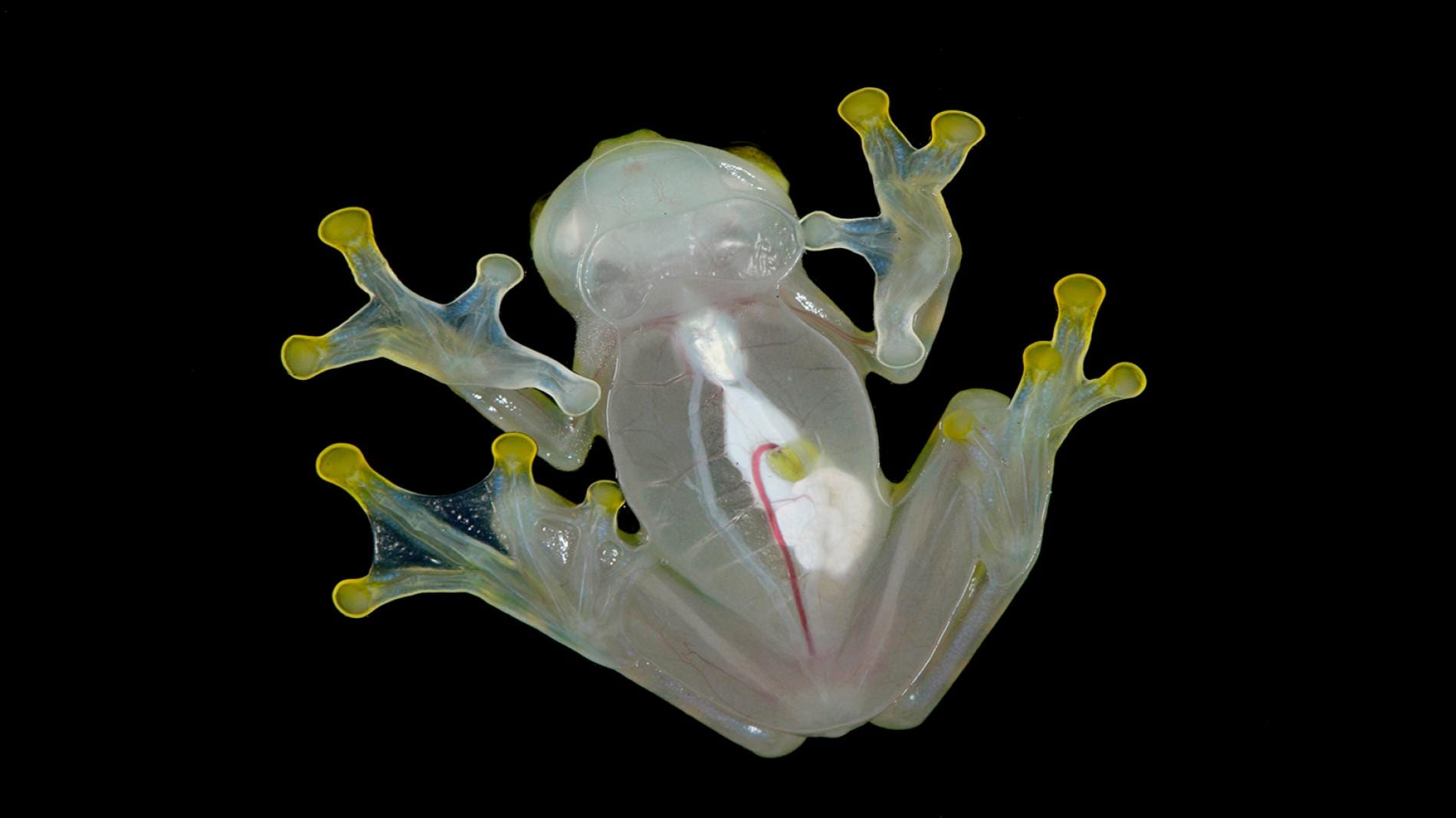 Glass Frog