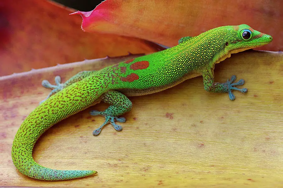 Gold Dust Day Gecko