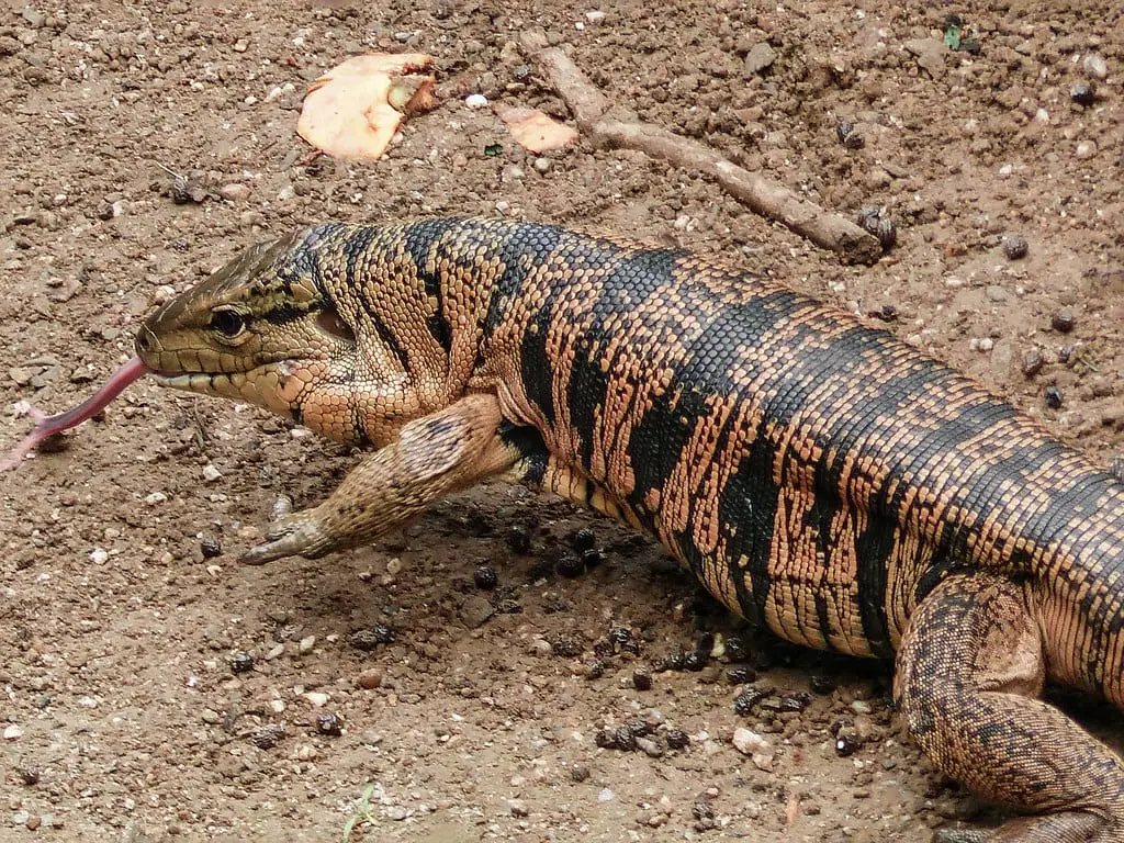 Gold Tegu