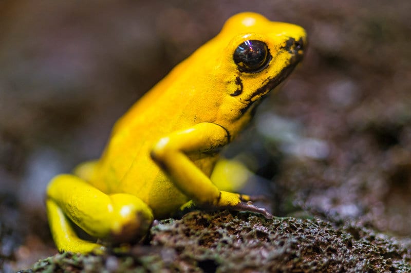 Golden Dart Frog