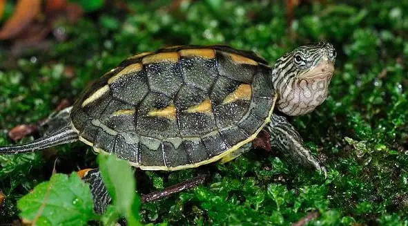 Golden Thread Turtle