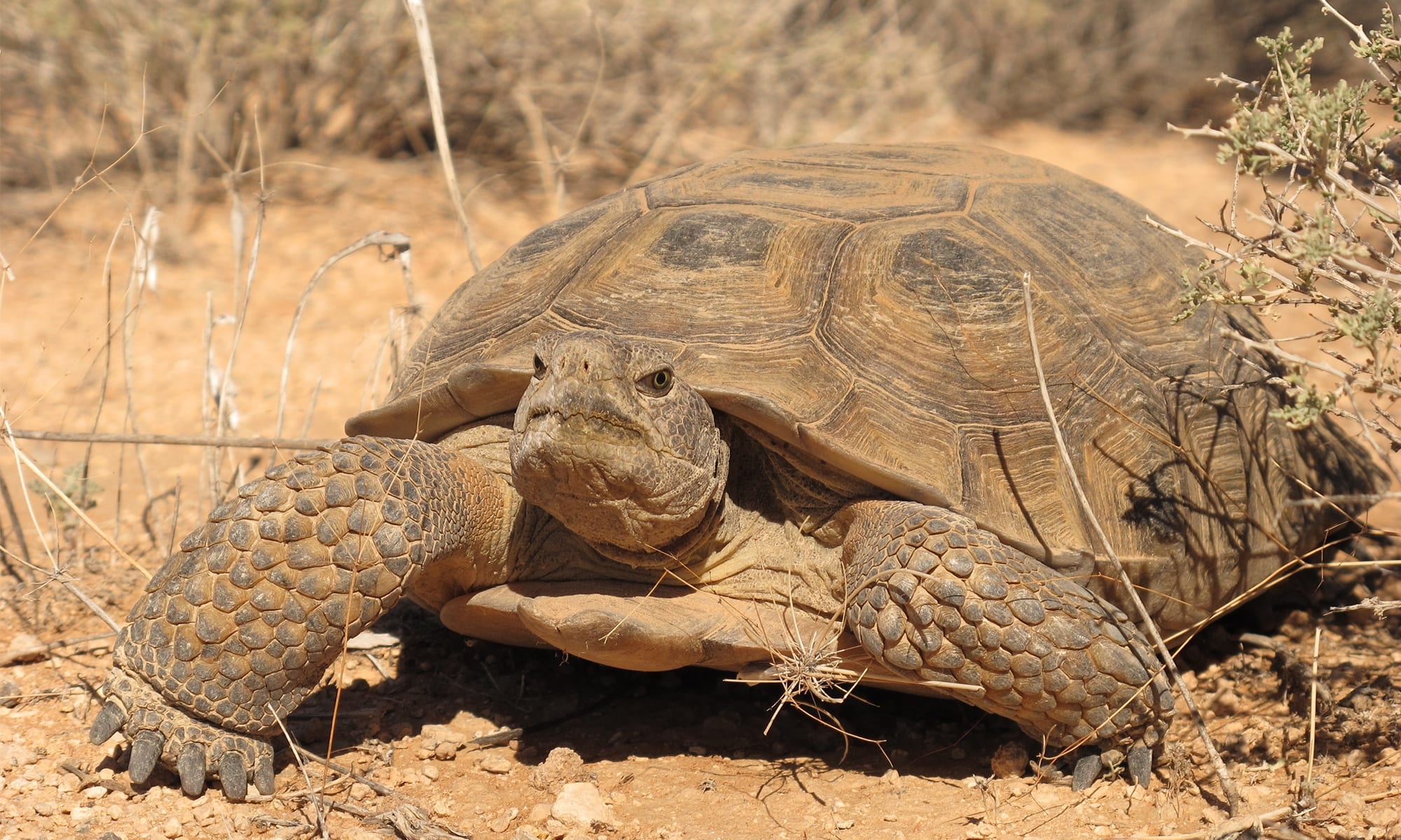 Gopher Tortoise