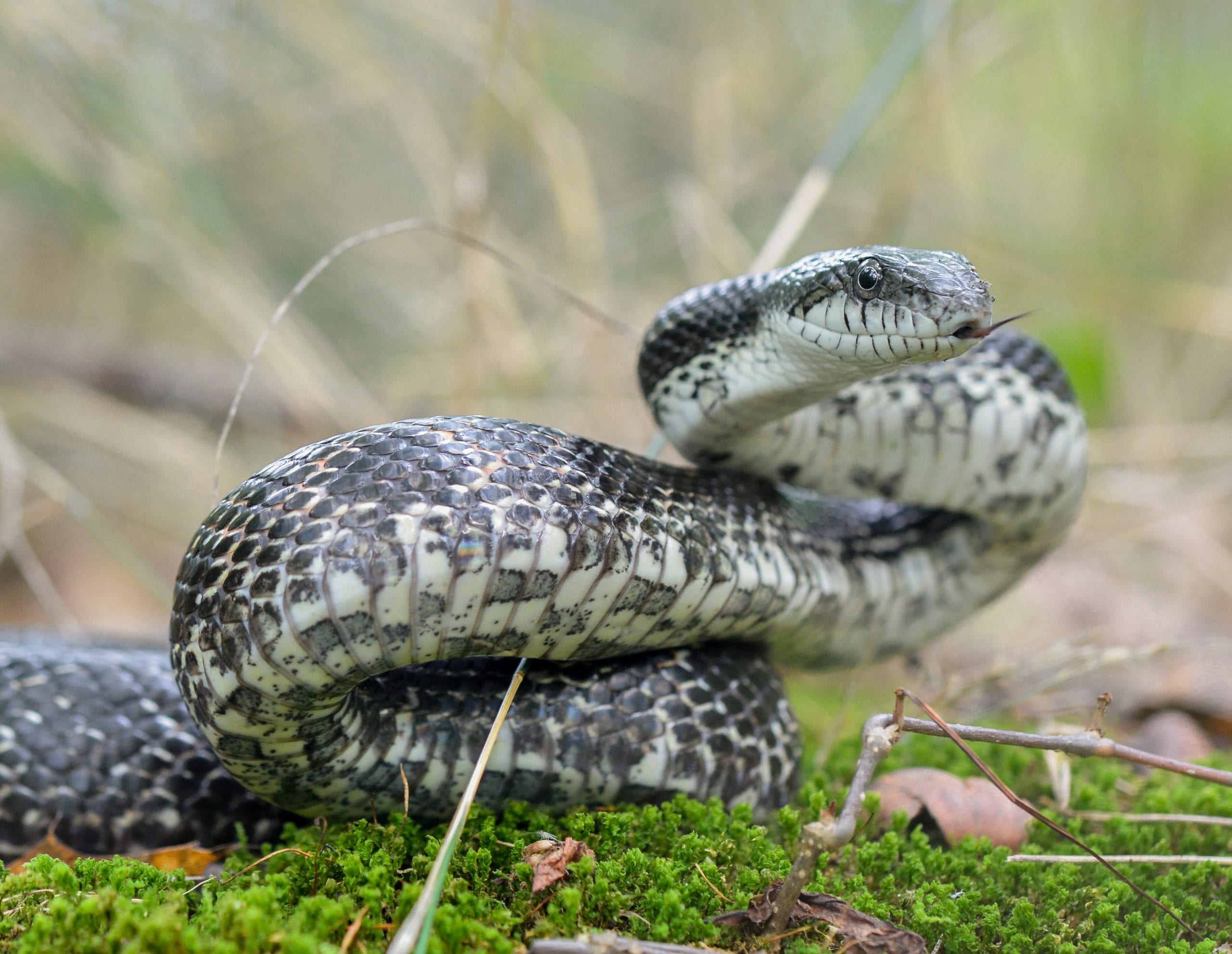 Gray Rat Snake