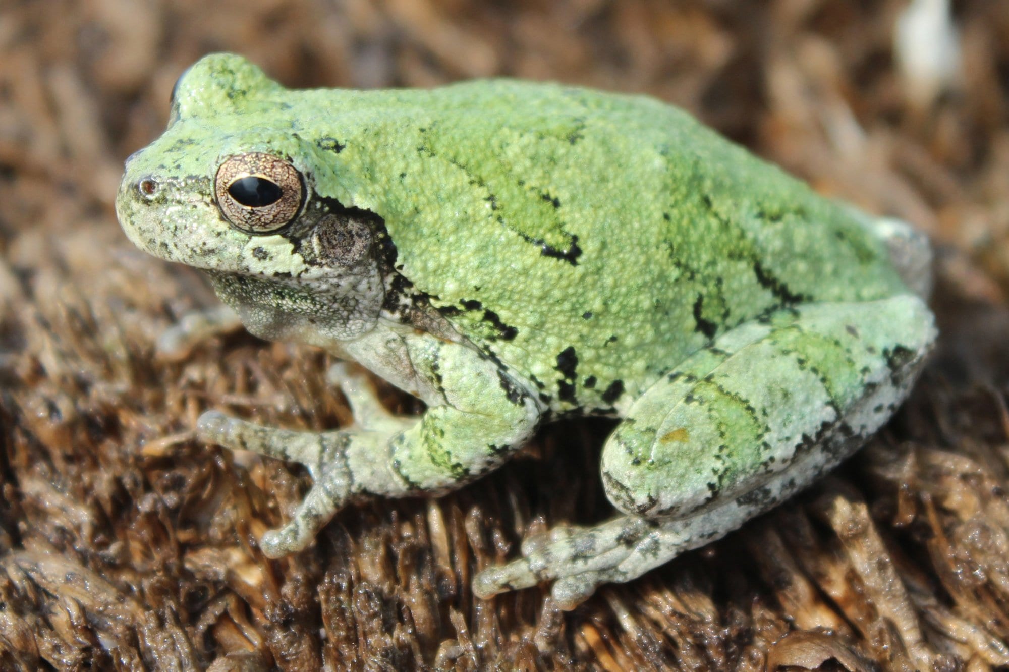 Gray Tree frog