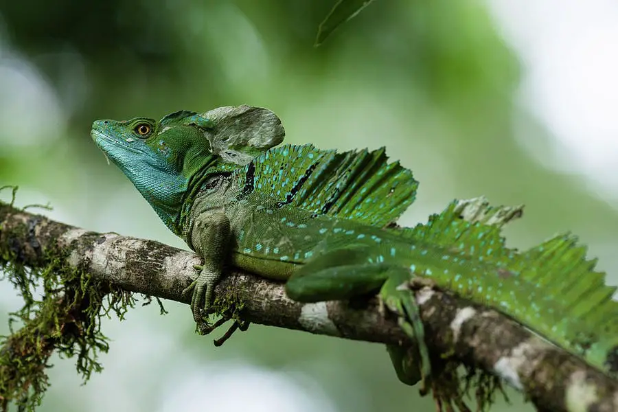 Green Basilisk / Plumed Basilisk