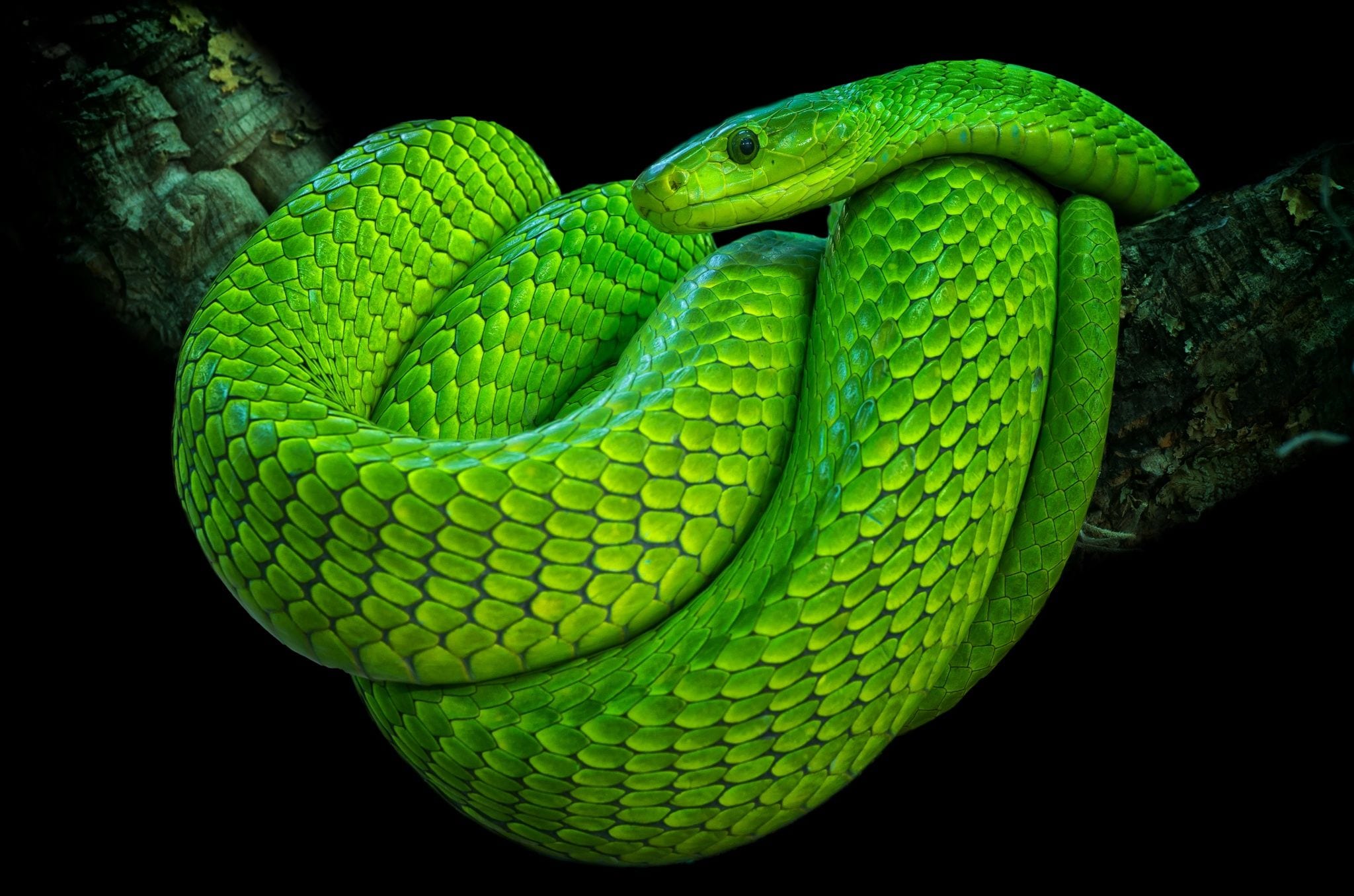 Green Mamba