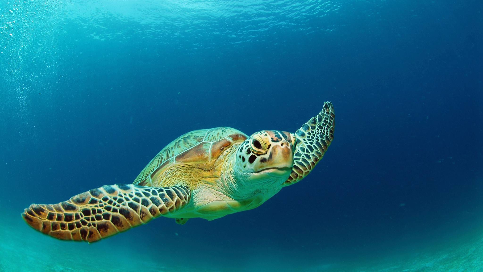 Green Sea Turtles