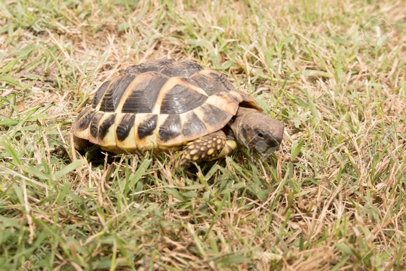 Hermann's Tortoise