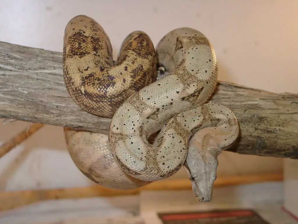 Hog Island Boa