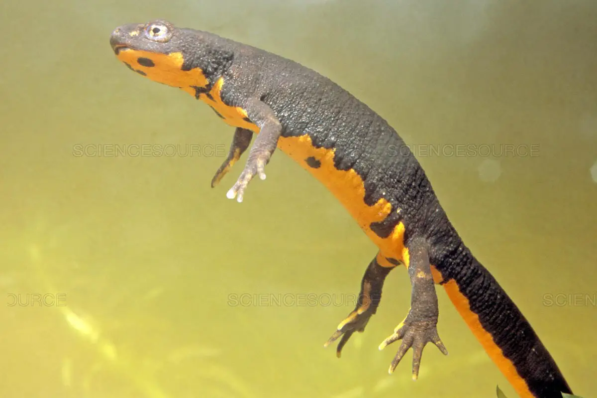 Japanese Fire-Bellied Newt