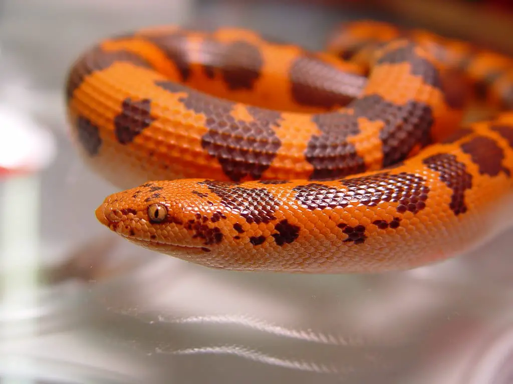 Kenyan Sand Boa