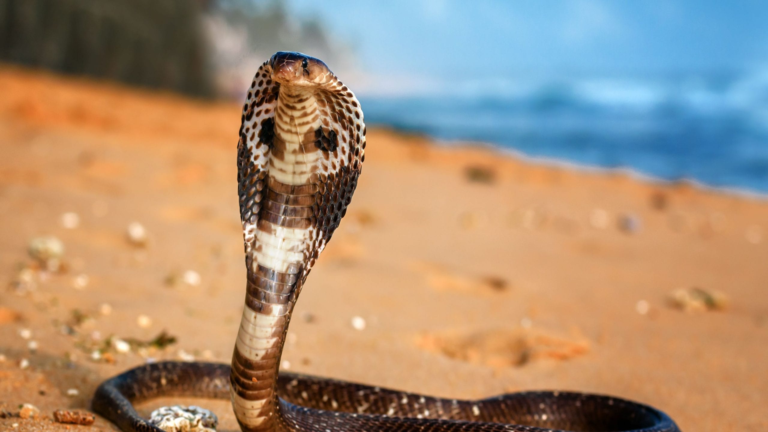 King Cobra