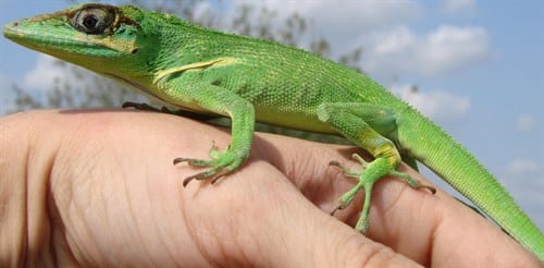 Knight Anole