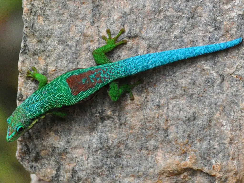 Lined Day Gecko