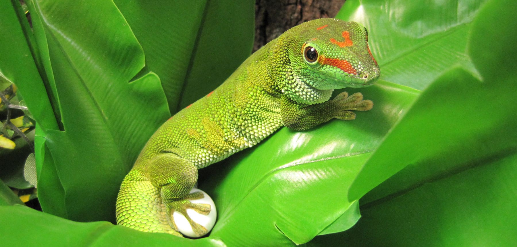 Madagascar Giant Day Gecko