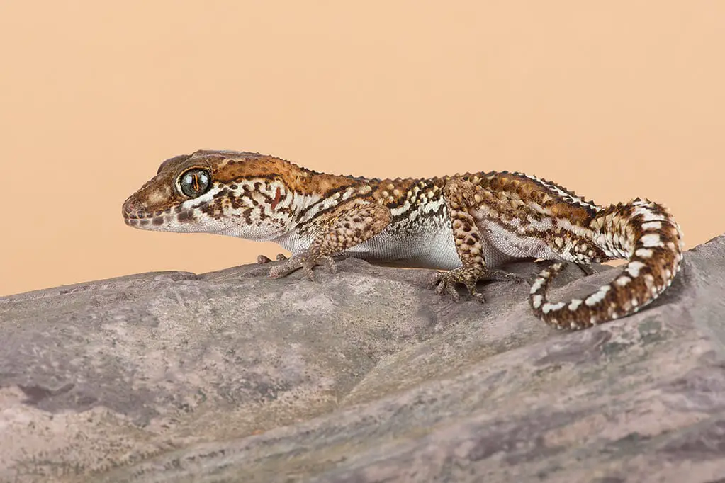 Madagascar Ground Gecko