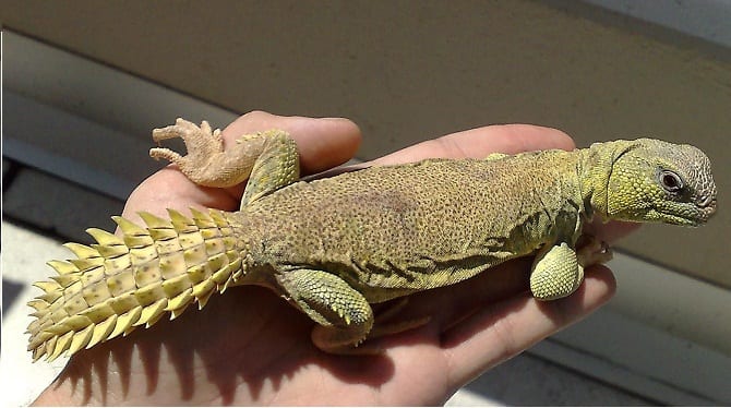 Mali Uromastyx