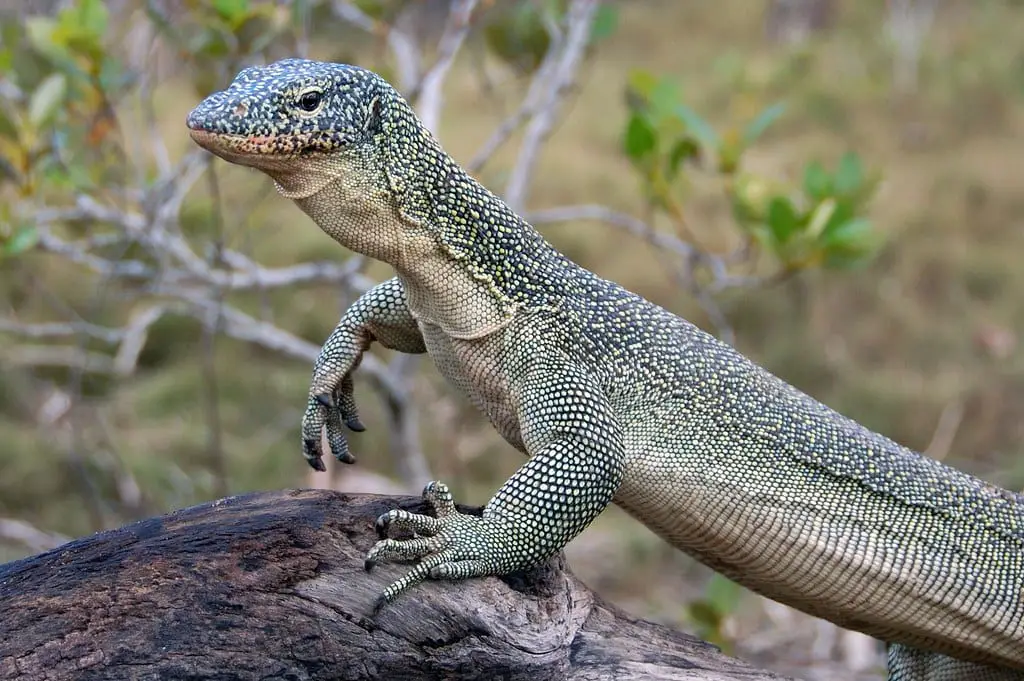 Mangrove Monitor