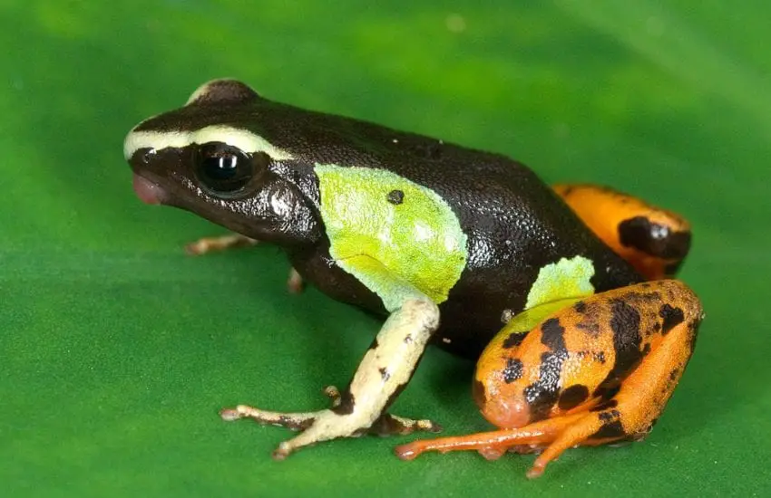 Mantella Frog