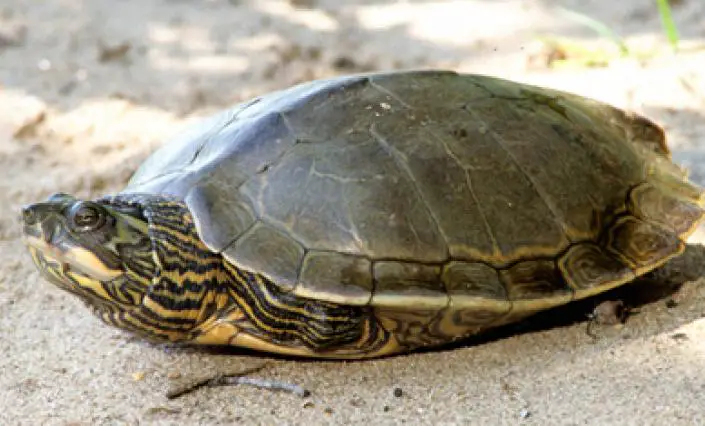 Map Turtle