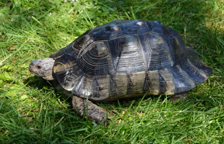 Marginated Tortoise