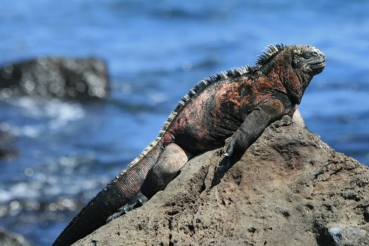 Marine Iguana