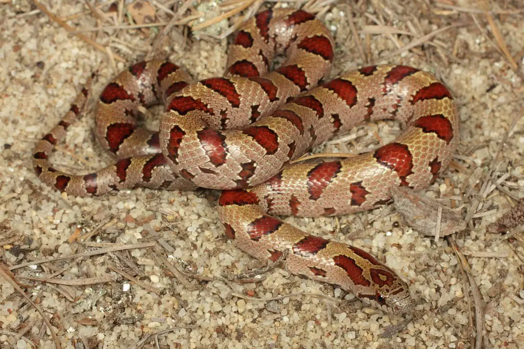 Mole Kingsnake