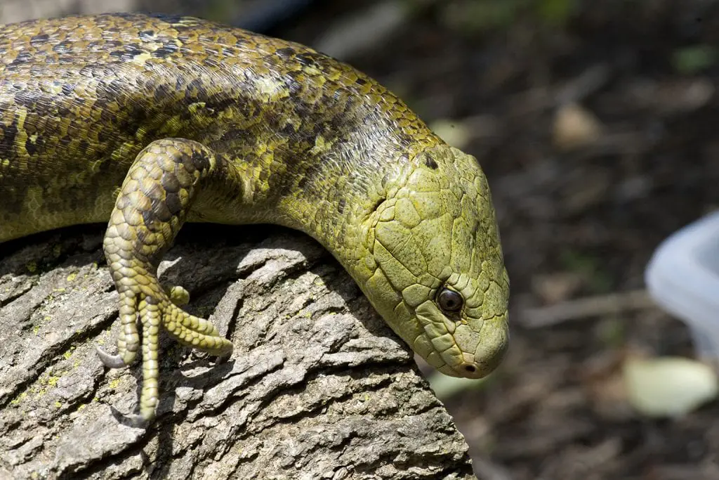 Monkey-Tailed Skink