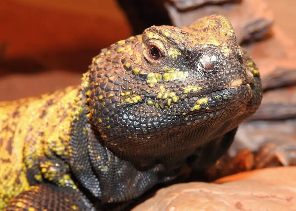 Moroccan Uromastyx