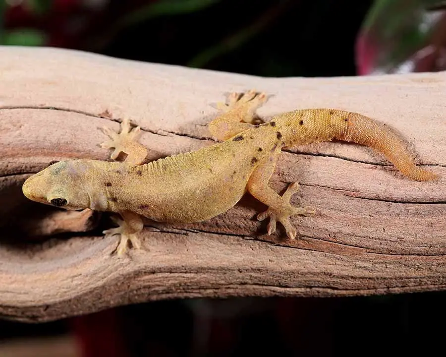 Mourning Gecko