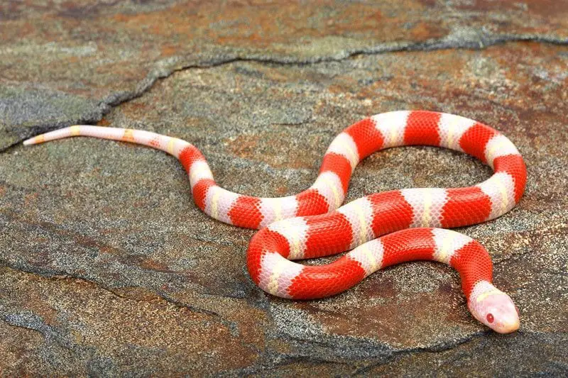 Nelson's Milk Snake