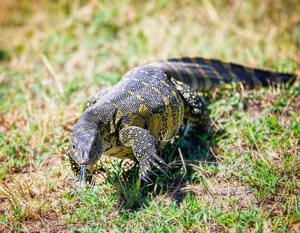 Nile Monitor