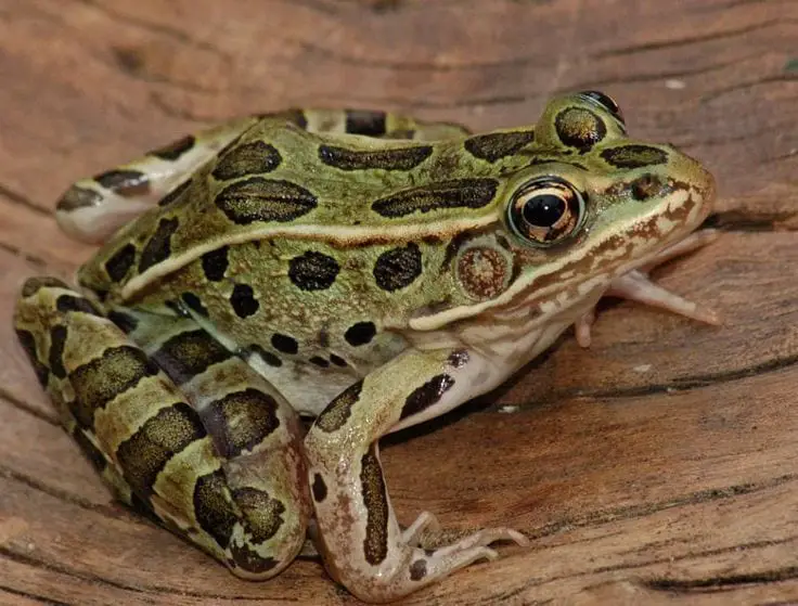 Northern Leopard Frog