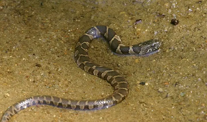 Northern Water Snake