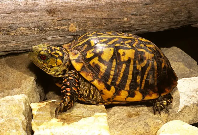 Ornate Box Turtle