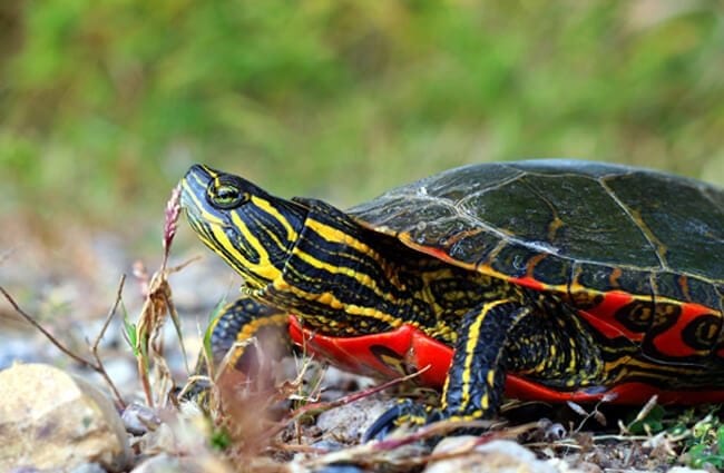 Painted Turtle