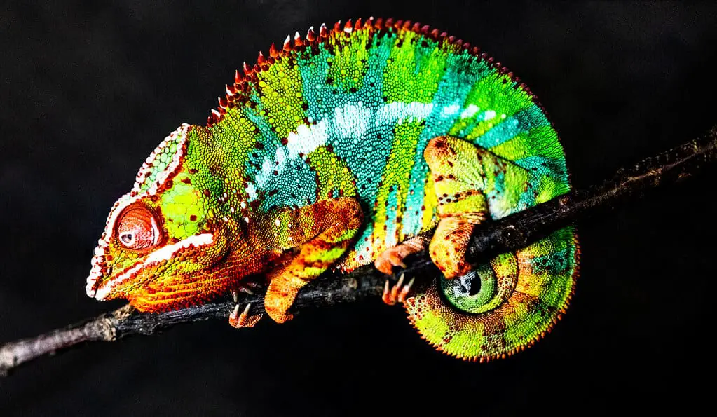 Panther Chameleon