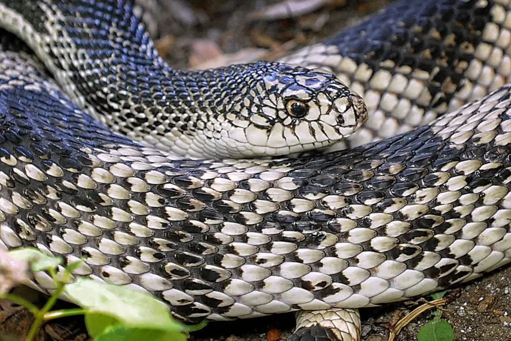 Pine Snake