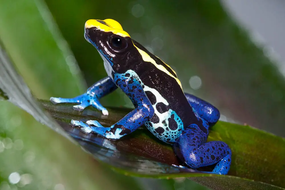 Poison Frog