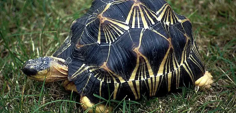 Radiated Tortoise