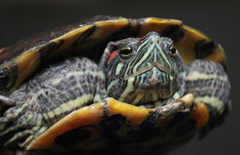 Red-Eared Slider